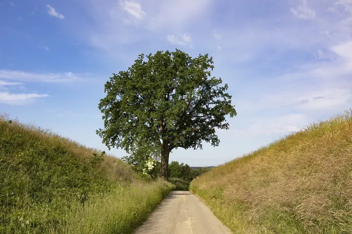 Gerahmter Druck : Feldweg mit einem alten Eichenbaum (Quercus).