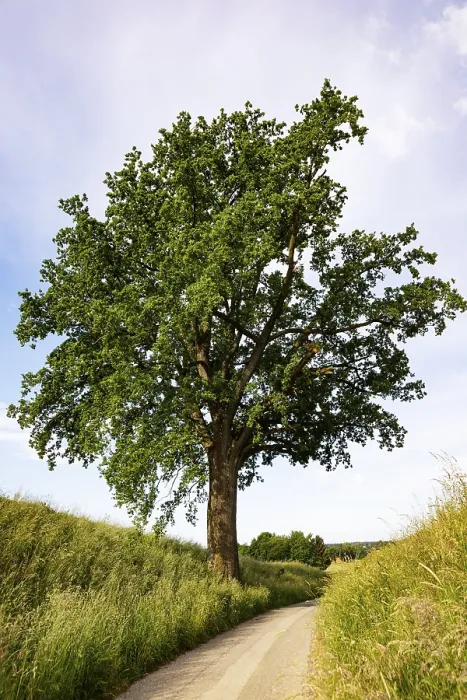 Gerahmter Druck : Feldweg mit einem alten Eichenbaum (Quercus). Gerahmter Druck : Feldweg mit einem alten Eichenbaum (Quercus).