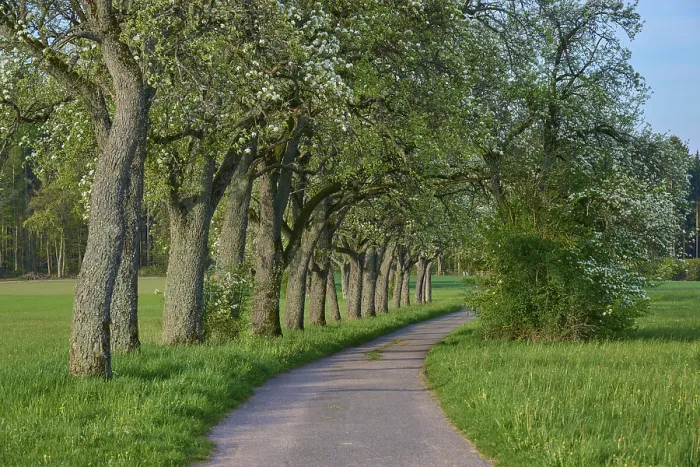 Gerahmter Druck : Feldweg, Birnbaum, Blüte Gerahmter Druck : Feldweg, Birnbaum, Blüte