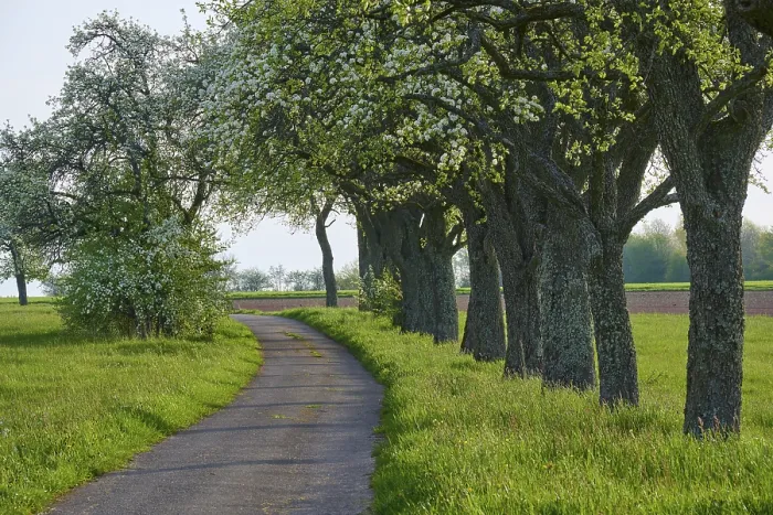 Gerahmter Druck : Feldweg, Birnbaum, Blüte. Gerahmter Druck : Feldweg, Birnbaum, Blüte.