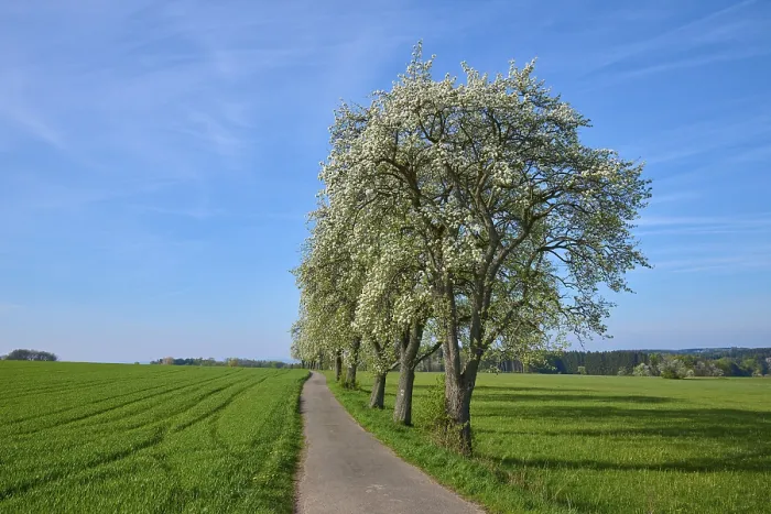 Gerahmter Druck : Feldweg, Birnbaum, Blüte.