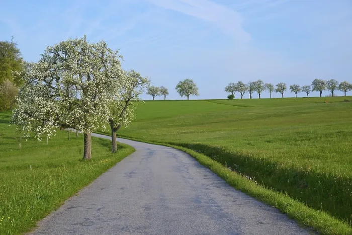 Gerahmter Druck : Feldweg, Birnbaum, Blüte. Gerahmter Druck : Feldweg, Birnbaum, Blüte.