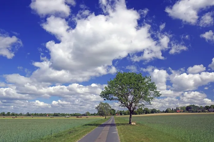 Gerahmter Druck : Feldweg, einzelner Baum und weites Landschaft. Gerahmter Druck : Feldweg, einzelner Baum und weites Landschaft.