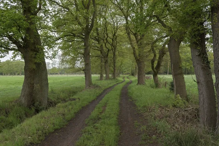 Gerahmter Druck : Feldweg mit Baumallee, Mai.