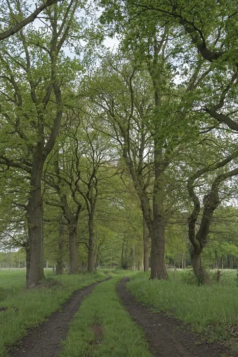 Gerahmter Druck : Feldweg mit Baumallee, Mai. Gerahmter Druck : Feldweg mit Baumallee, Mai.