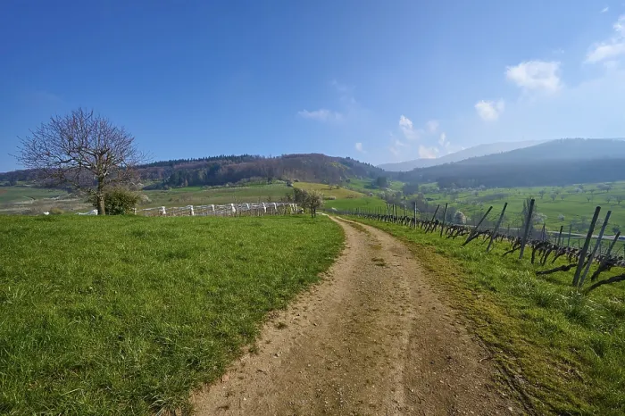 Gerahmter Druck : Feldweg, Weinberg, Wolken, Morgen Gerahmter Druck : Feldweg, Weinberg, Wolken, Morgen