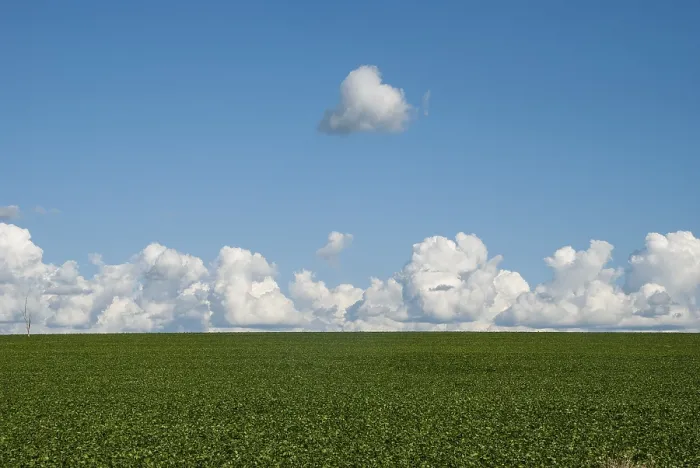 Gerahmter Druck : Acker mit Sojabohnen, Wolken. Gerahmter Druck : Acker mit Sojabohnen, Wolken.