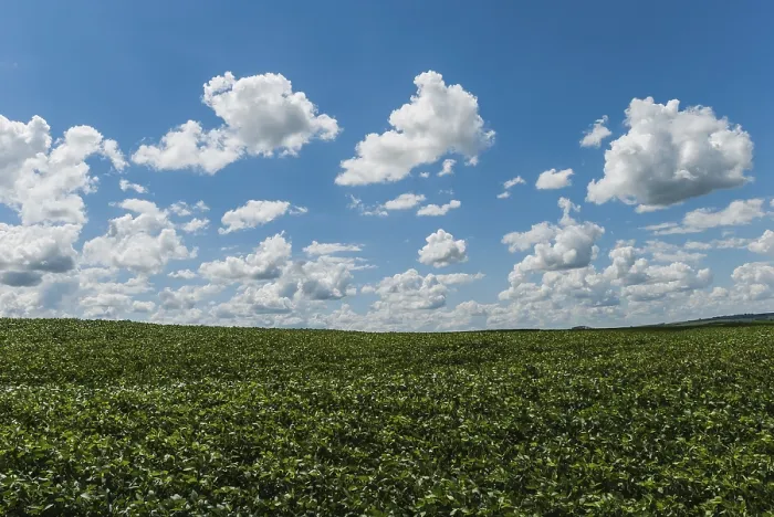 Gerahmter Druck : Ein Feld mit Sojabohnen, Wolken. Gerahmter Druck : Ein Feld mit Sojabohnen, Wolken.