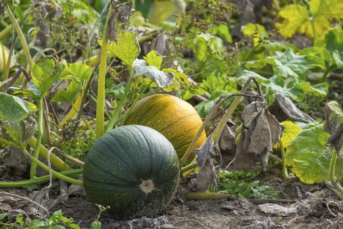 Gerahmter Druck : Feld mit Kürbissen (Cucurbita) Gerahmter Druck : Feld mit Kürbissen (Cucurbita)