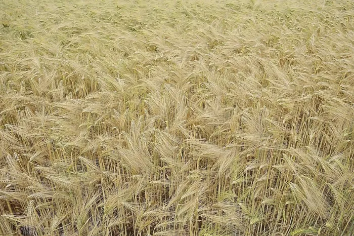 Gerahmter Druck : Acker mit Weizen (Secale cereale) Gerahmter Druck : Acker mit Weizen (Secale cereale)
