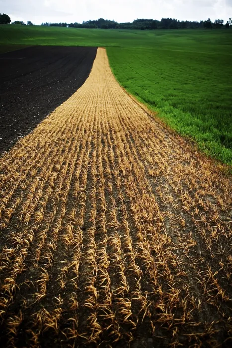 Gerahmter Druck : Feld in Sommertagen Gerahmter Druck : Feld in Sommertagen