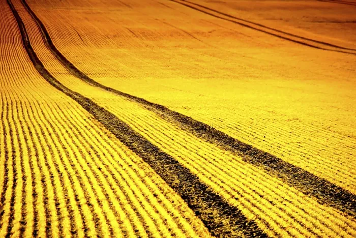 Gerahmter Druck : Feld bei Sonnenuntergang Gerahmter Druck : Feld bei Sonnenuntergang