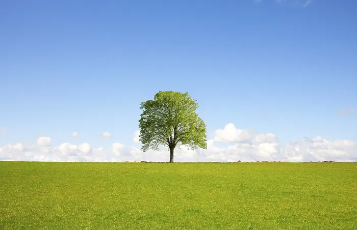 Gerahmter Druck : Feld, Baum und blauer Himmel. Gerahmter Druck : Feld, Baum und blauer Himmel.