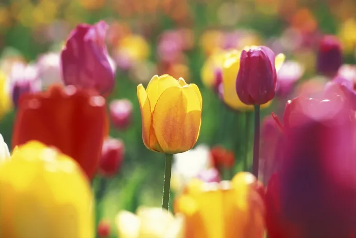 Gerahmter Druck : Blumenfeld Tulpen Gerahmter Druck : Blumenfeld Tulpen