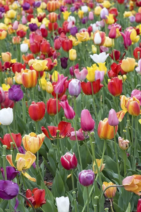 Gerahmter Druck : Blumenfeld der Tulpen Gerahmter Druck : Blumenfeld der Tulpen