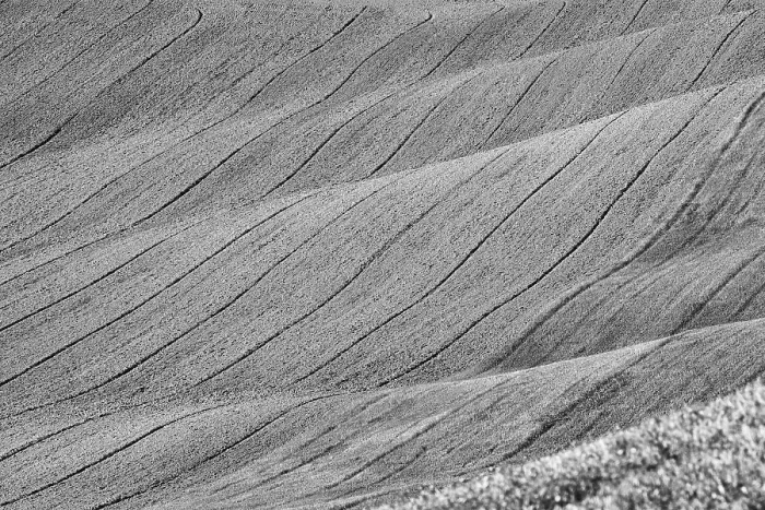 Gerahmter Druck : Ein Feld in der Toskana Gerahmter Druck : Ein Feld in der Toskana