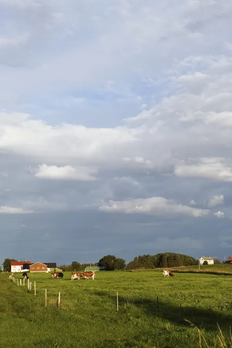 Gerahmter Druck : Feld in Vigra Gerahmter Druck : Feld in Vigra