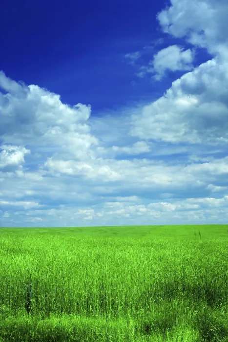 Gerahmter Druck : Acker mit Weizen und Himmel. Gerahmter Druck : Acker mit Weizen und Himmel.