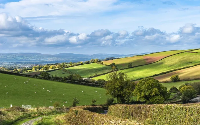 Gerahmter Druck : Felder und Bauern aus einem Drohnen, Devon. Gerahmter Druck : Felder und Bauern aus einem Drohnen, Devon.
