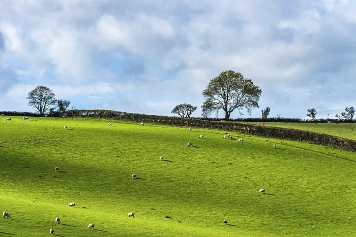 Gerahmter Druck : Felder und Bauern aus einem Drohnen, Devon. Gerahmter Druck : Felder und Bauern aus einem Drohnen, Devon.