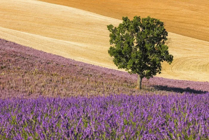Gerahmter Druck : Felder auf dem Palteau de Valensole Gerahmter Druck : Felder auf dem Palteau de Valensole