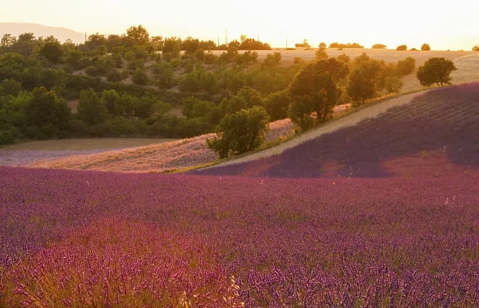 Gerahmter Druck : Felder auf dem Palteau de Valensole Gerahmter Druck : Felder auf dem Palteau de Valensole