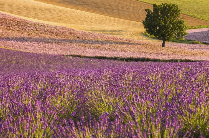 Gerahmter Druck : Felder auf dem Plateau de Valensole. Gerahmter Druck : Felder auf dem Plateau de Valensole.