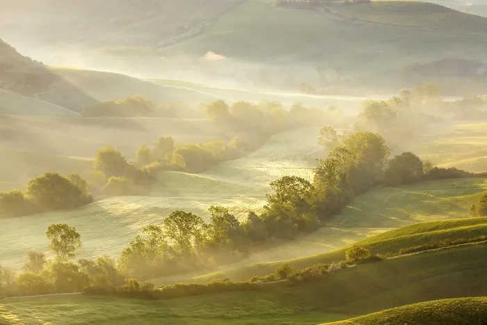 Gerahmter Druck : Felder mit Baum in Morgennebel. Gerahmter Druck : Felder mit Baum in Morgennebel.