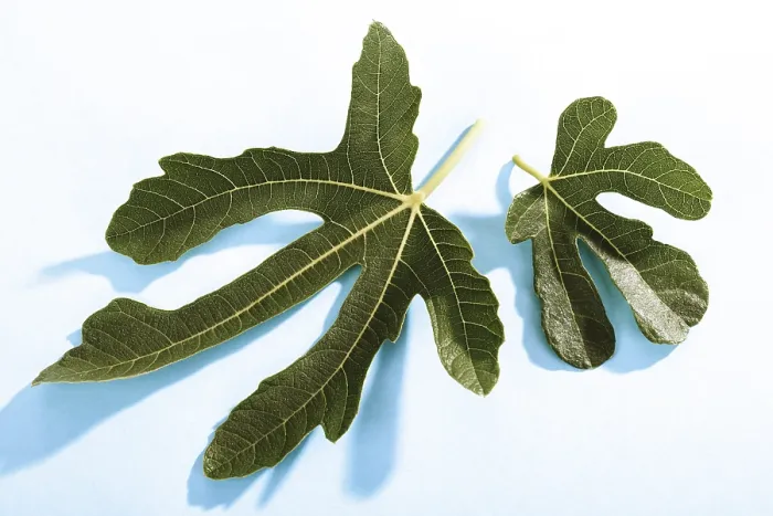 Gerahmter Druck : Blattwerk von Ficus. Gerahmter Druck : Blattwerk von Ficus.
