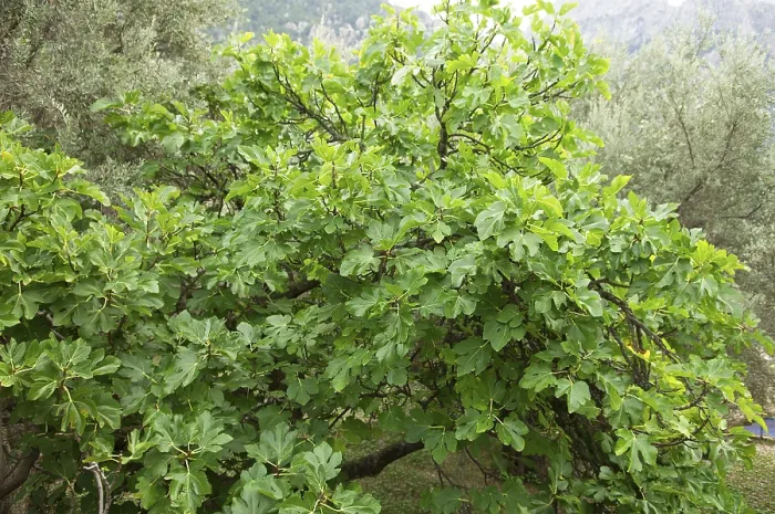 Gerahmter Druck : Baumfeige, Gemeine Feige, Feige, Zahnfeigenbaum Gerahmter Druck : Baumfeige, Gemeine Feige, Feige, Zahnfeigenbaum