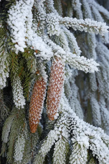 Gerahmter Druck : Kiefernzapfen im Winter. Gerahmter Druck : Kiefernzapfen im Winter.