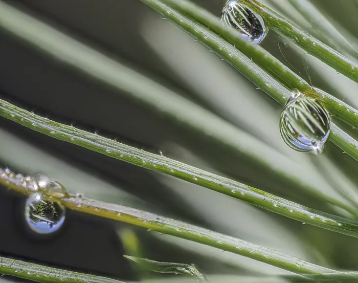 Gerahmter Druck : Tannennadel mit Wassertrappe und Reflexion. Gerahmter Druck : Tannennadel mit Wassertrappe und Reflexion.
