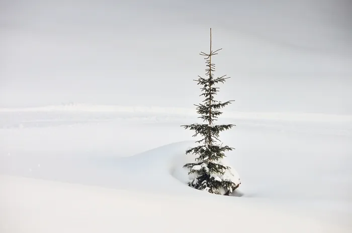 Gerahmter Druck : Tannenbaum im Winter