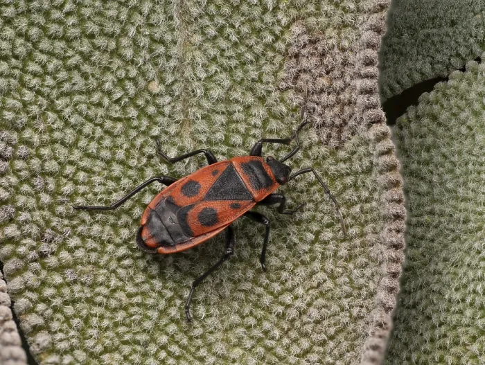 Gerahmter Druck : Feuerwanze (Pyrrhocoris apterus)