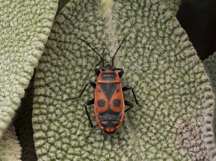 Gerahmter Druck : Feuerwanze (Pyrrhocoris apterus) Gerahmter Druck : Feuerwanze (Pyrrhocoris apterus)
