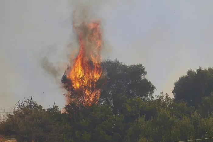 Gerahmter Druck : Feuer, brennender Baum, Meterhochflammen. Gerahmter Druck : Feuer, brennender Baum, Meterhochflammen.