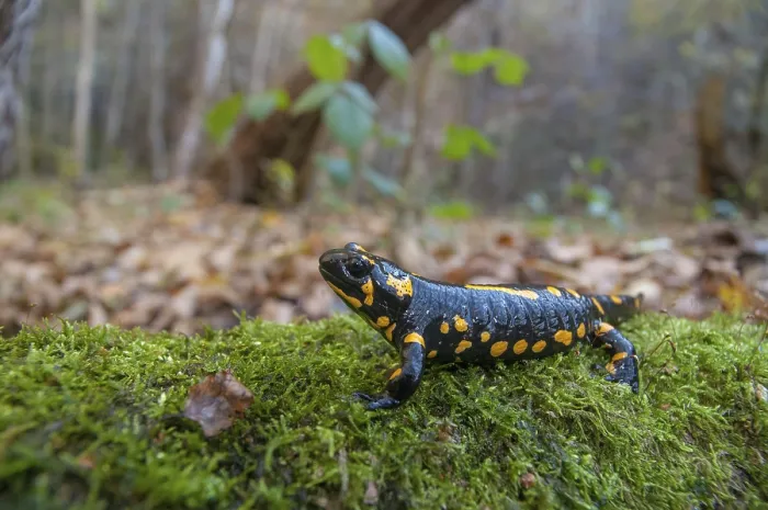 Gerahmter Druck : Feuersalamander, Feuersalamander. Gerahmter Druck : Feuersalamander, Feuersalamander.