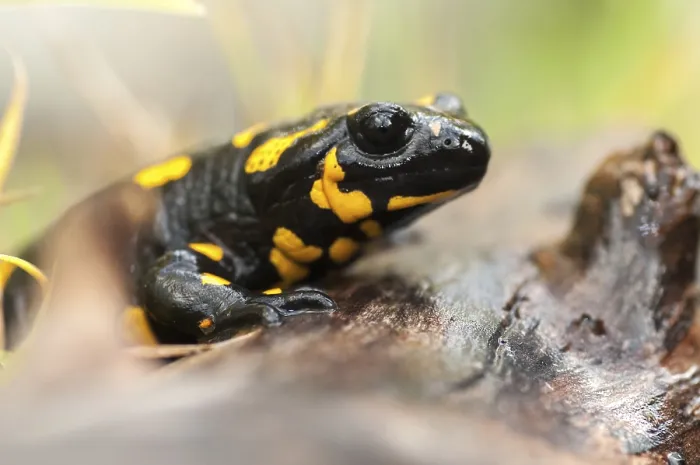 Gerahmter Druck : Feuersalamander, Feuersalamander.