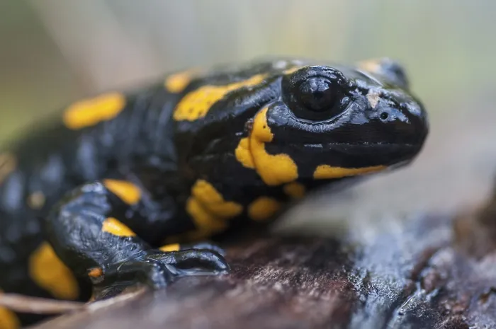 Gerahmter Druck : Feuersalamander, Feuersalamander. Gerahmter Druck : Feuersalamander, Feuersalamander.