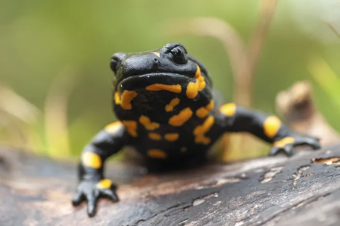 Gerahmter Druck : Feuersalamander, Feuersalamander. Gerahmter Druck : Feuersalamander, Feuersalamander.
