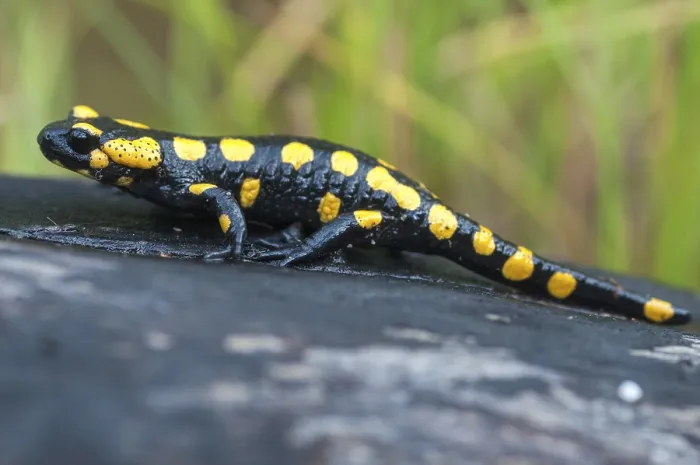 Gerahmter Druck : Feuersalamander, Feuersalamander. Gerahmter Druck : Feuersalamander, Feuersalamander.