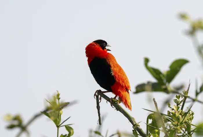 Gerahmter Druck : Flammenweber (Euplectes franciscanus) Gerahmter Druck : Flammenweber (Euplectes franciscanus)