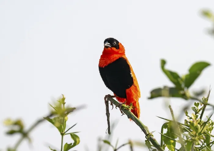 Gerahmter Druck : Feuerwebervogel (Euplectes franciscanus) Gerahmter Druck : Feuerwebervogel (Euplectes franciscanus)