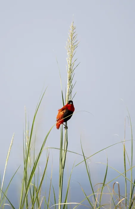 Gerahmter Druck : Flammenweber (Euplectes franciscanus) Gerahmter Druck : Flammenweber (Euplectes franciscanus)