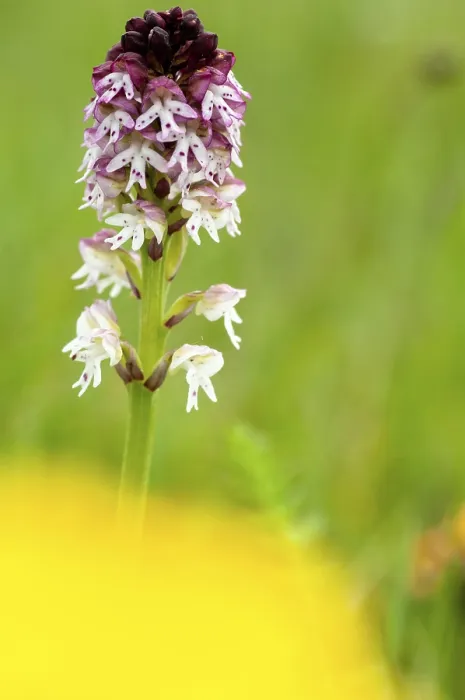 Gerahmter Druck : Feuerboots Orchidee, Neotinea ustulata Gerahmter Druck : Feuerboots Orchidee, Neotinea ustulata