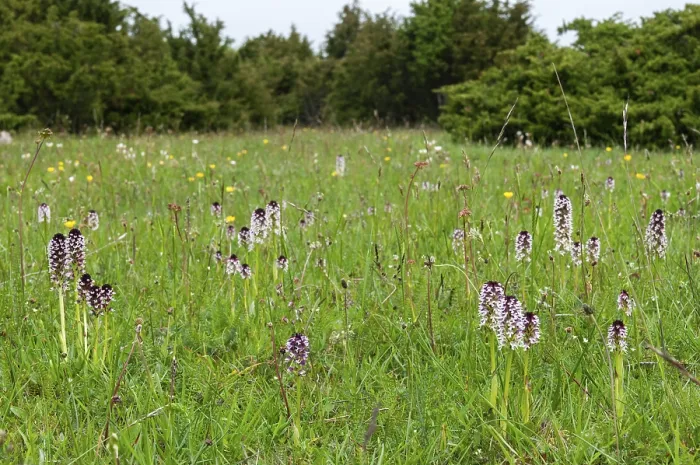 Gerahmter Druck : Feuerboots Orchidee, Neotinea ustulata. Gerahmter Druck : Feuerboots Orchidee, Neotinea ustulata.