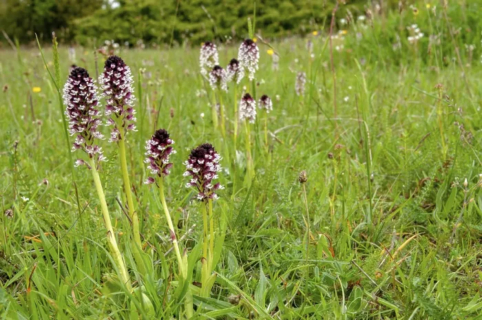 Gerahmter Druck : Feuerboots Orchidee, Neotinea ustulata Gerahmter Druck : Feuerboots Orchidee, Neotinea ustulata