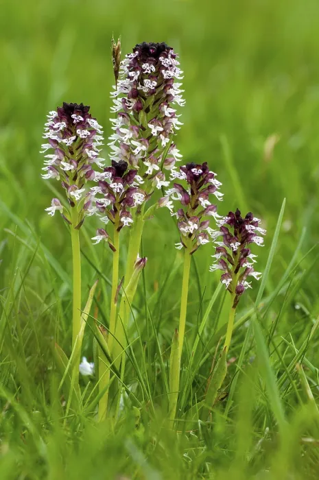 Gerahmter Druck : Feuerboots Orchidee, Neotinea ustulata Gerahmter Druck : Feuerboots Orchidee, Neotinea ustulata