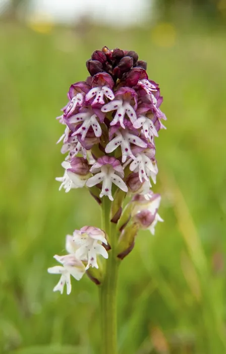 Gerahmter Druck : Feuerboots Orchidee, Neotinea ustulata Gerahmter Druck : Feuerboots Orchidee, Neotinea ustulata
