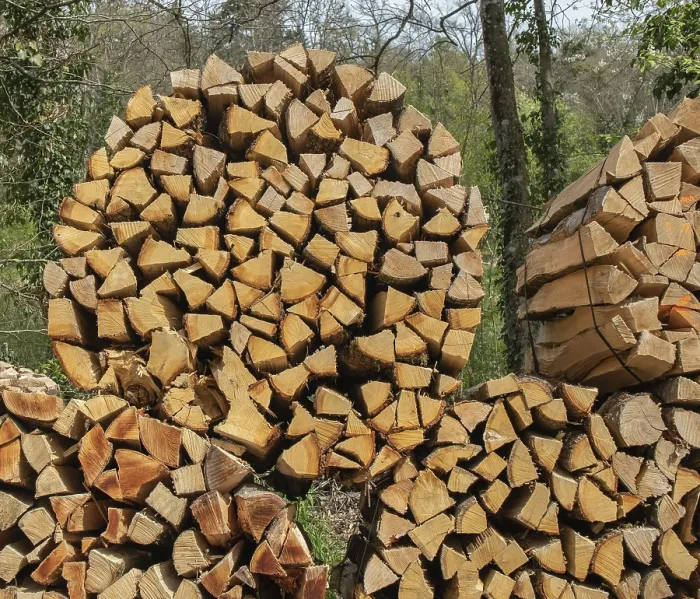 Gerahmter Druck : Holzscheitpilze Gerahmter Druck : Holzscheitpilze